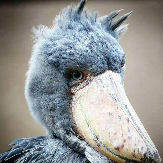 1585183676818395.jpg 配圖13.jpg